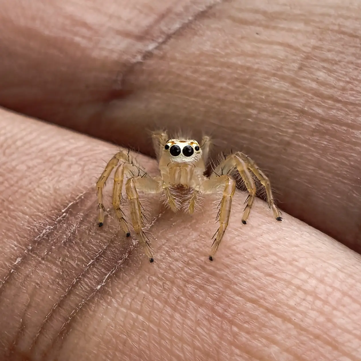 Extreme macro of a small jumping spider with large black eyes and translucent legs, perched on the ridges of a human fingertip.
